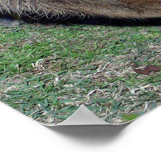 Poster Boutons du Capybara-2 (Coin)