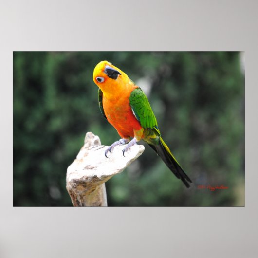Poster Boutons II (Devant)