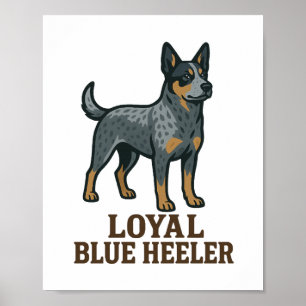 Poster Bouvier Australien Fidèle Blue Heeler