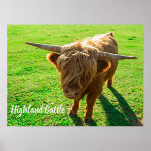 Poster bovin de Highland bovin pour animal et amoureux de