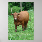 Poster Bovine (Devant)
