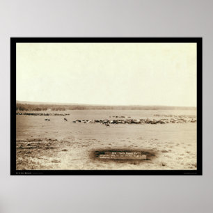 Poster Bovins de cowboy Round Up SD 1891