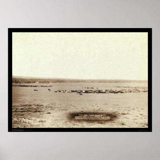 Poster Bovins de cowboy Round Up SD 1891 (Devant)