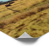 Poster Bovins de Floride (Coin)