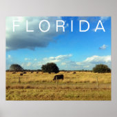Poster Bovins de Floride (Devant)