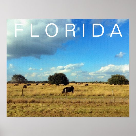 Poster Bovins de Floride (Devant)