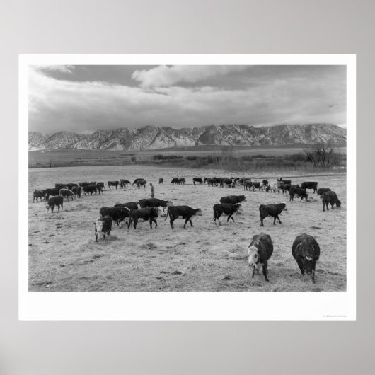 Poster Bovins De La Ferme Sud 1943 (Devant)