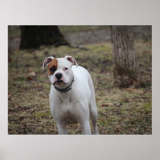 Poster Boxer (Devant)