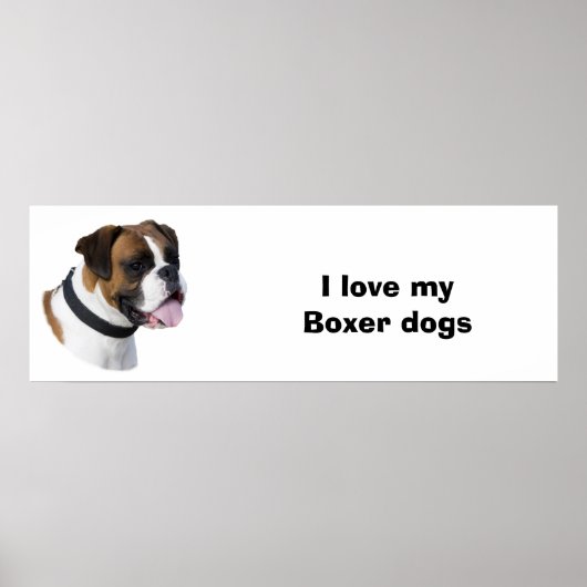 Poster Boxer dog portrait (Devant)