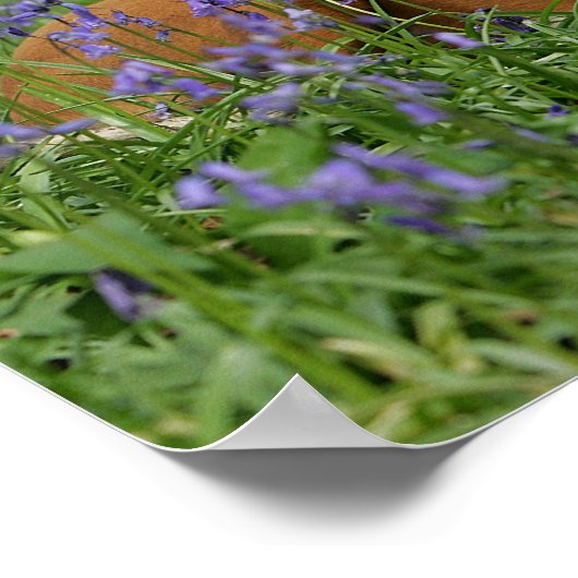 Poster Boxer Laying in Bluebells (Coin)