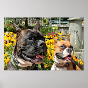 Poster Boxeur Baxter Bella 8