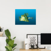 Poster Boxfish en gros plan ! Fond bleu dégradé | (Bureau à domicile)