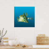 Poster Boxfish en gros plan ! Fond bleu dégradé | (Cuisine)