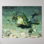 Poster Boxfish - tellement mignon ! Au-dessus d'une zone (Devant)