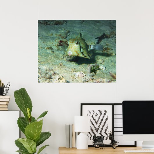Poster Boxfish - tellement mignon ! Au-dessus d'une zone (Bureau à domicile)