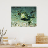 Poster Boxfish - tellement mignon ! Au-dessus d'une zone (Cuisine)