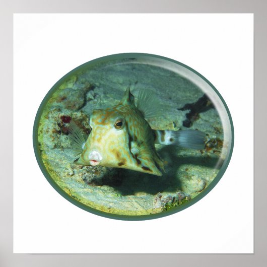 Poster Boxfish - tellement mignon ! Conception photograph (Devant)