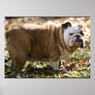 Poster Boy Named Sue