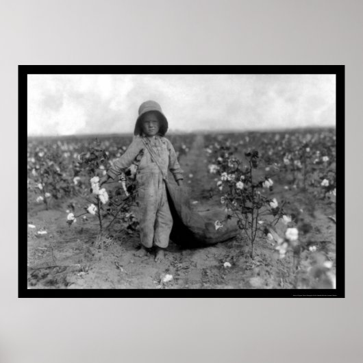 Poster Boy Picking Cotton à Comanche, OK 1916 (Devant)
