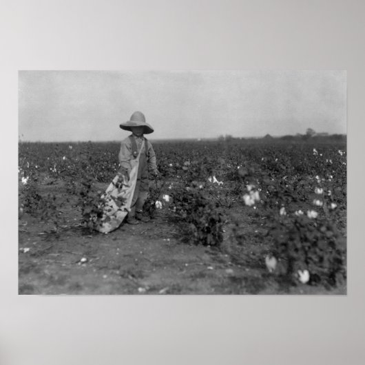 Poster Boy Picking Cotton Photographie West, Texas (Devant)