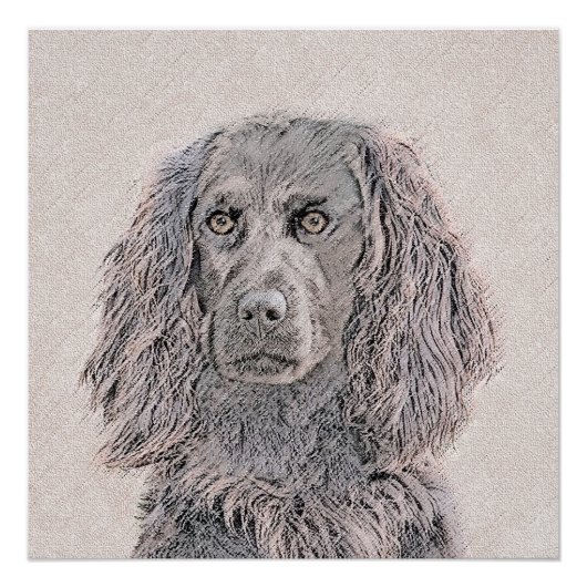 Poster Boykin Peinture Espagnole - Cute Original Chien Ar (Devant)