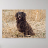 Poster Boykin Spaniel (Devant)