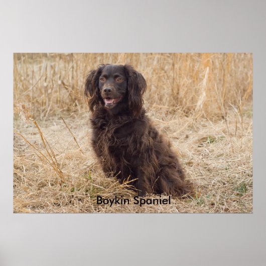 Poster Boykin Spaniel (Devant)