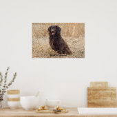 Poster Boykin Spaniel (Cuisine)