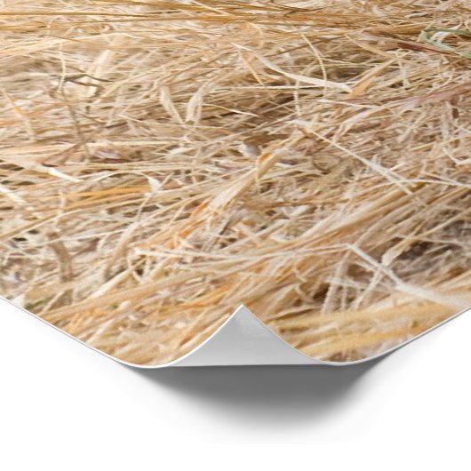 Poster Boykin Spaniel (Coin)