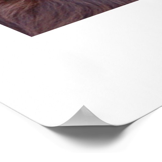 Poster Boykin Spaniel (Coin)