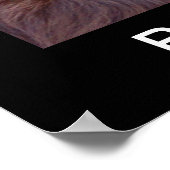 Poster Boykin Spaniel (Coin)