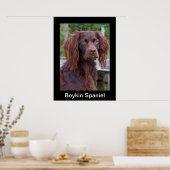 Poster Boykin Spaniel (Cuisine)