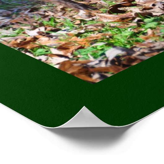 Poster Boykin Spaniels (Coin)