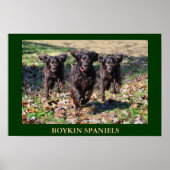 Poster Boykin Spaniels (Devant)