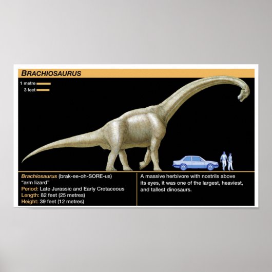 Poster Brachiosaurus - Biology Jurassic (Devant)