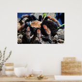 Poster Brachypelma boehmei (Cuisine)