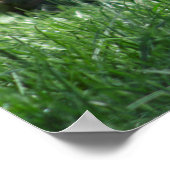 Poster Brachyurus de Chrysocyon (Coin)