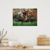 Poster Brachyurus de Chrysocyon (Cuisine)