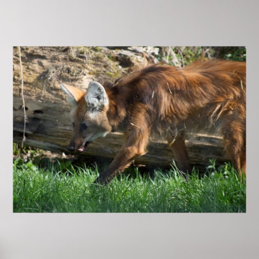 Poster Brachyurus de Chrysocyon (Devant)