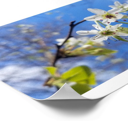 Poster Bradford Pear (Coin)