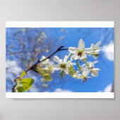 Poster Bradford Pear (Devant)