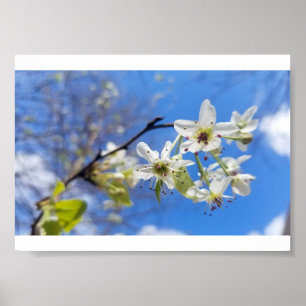 Poster Bradford Pear