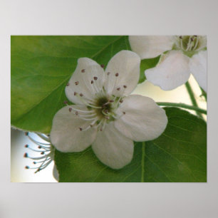 Poster Bradford Pear Bloom