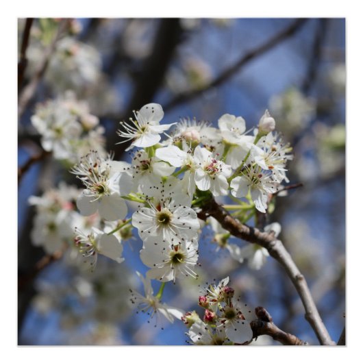 POSTER BRADFORD PEAR BLOSSOMS (Devant)