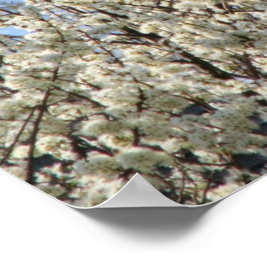 Poster Bradford Pear Tree Blooms (Coin)