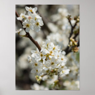 Poster Bradford Select Focus