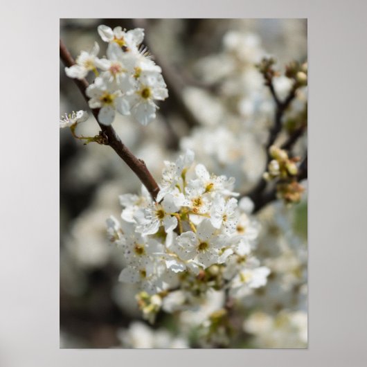 Poster Bradford Select Focus (Devant)