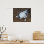 Poster Brahma Chicken (Cuisine)