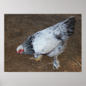 Poster Brahma Chicken (Devant)