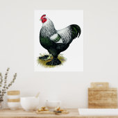 Poster Brahma : Coq foncé (Cuisine)